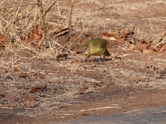 Chlorocichla flaviventris