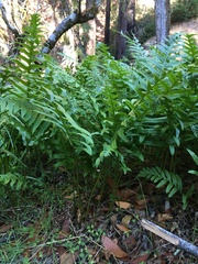 Polypodium calirhiza