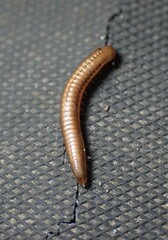 Ommatoiulus moreleti