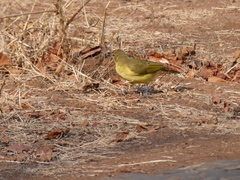Chlorocichla flaviventris