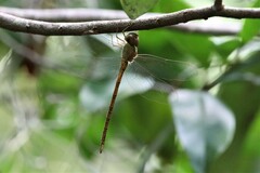 Triacanthagyna septima