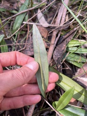 Cryptostylis