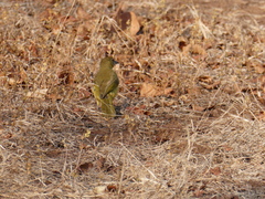Chlorocichla flaviventris