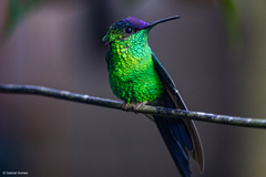 Thalurania glaucopis
