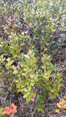 Gaultheria crassa