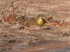 Chlorocichla flaviventris