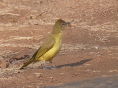 Chlorocichla flaviventris