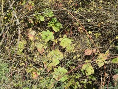 Rubus lainzii