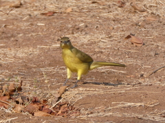 Chlorocichla flaviventris