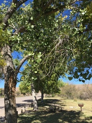 Phoradendron macrophyllum