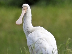 Platalea flavipes