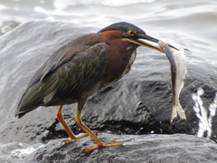 Green Heron photo 5