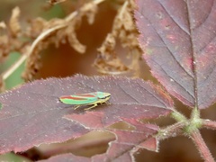 Graphocephala fennahi