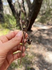 Eucalyptus piperita