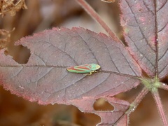 Graphocephala fennahi