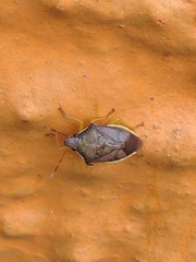 Supputius cincticeps