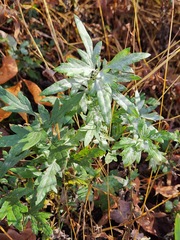 Artemisia vulgaris