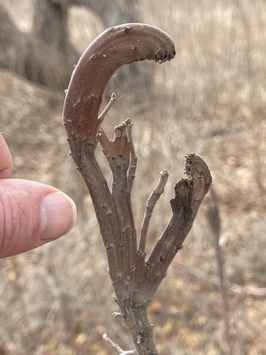Pacific Poison Oak winter