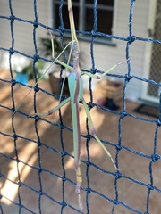 Podacanthus viridiroseus
