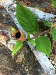 Calycanthus occidentalis