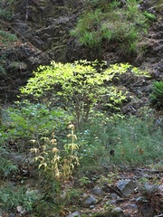 Calycanthus occidentalis