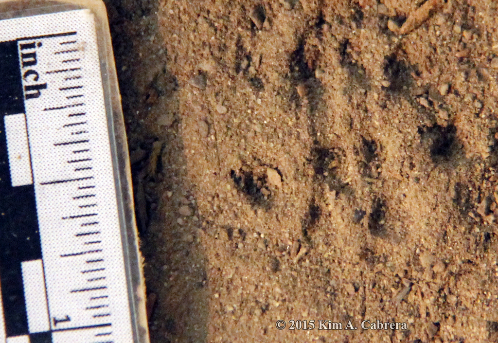 Black Rat (Animal Tracks and Signs by Beartracker Wildlife Tracking ...