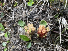 Gentiana albicalyx