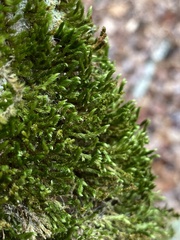 Leucodon andrewsianus