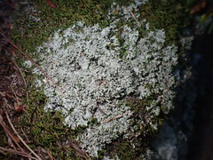 Phaeophyscia adiastola