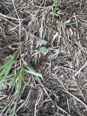 Dasymutilla quadriguttata