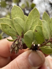 Arctostaphylos montereyensis