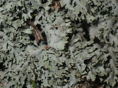 Phaeophyscia adiastola