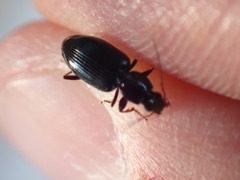 Agonum punctiforme