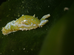 Oxynoe viridis
