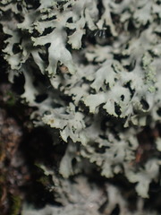 Phaeophyscia adiastola