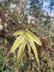 Epidendrum amphistomum