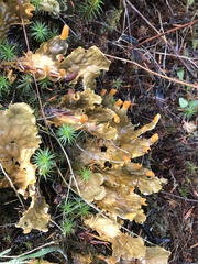 Peltigera neopolydactyla