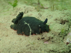 Dendrodoris arborescens