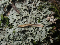 Phaeophyscia adiastola
