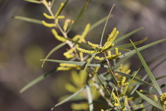 Acacia leptostachya