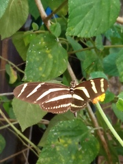 Heliconius charithonia vazquezae