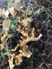 Peltigera neopolydactyla