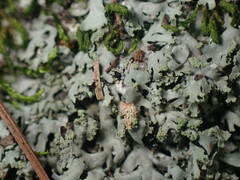 Phaeophyscia adiastola