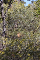 Acacia leptostachya