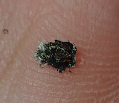 Phaeophyscia adiastola