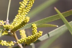 Acacia leptostachya