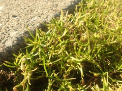 Salicornia