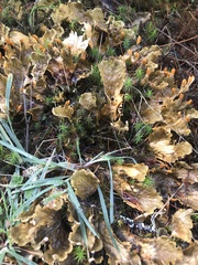 Peltigera neopolydactyla