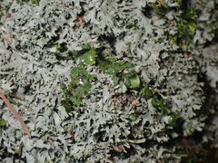 Phaeophyscia adiastola