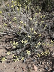 Senecio filaginoides